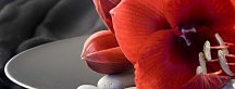 Panoráma obraz Kvet zs102